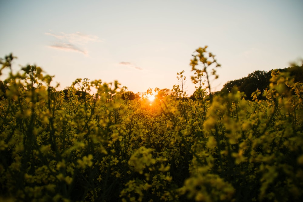 yellow flower field during sunset