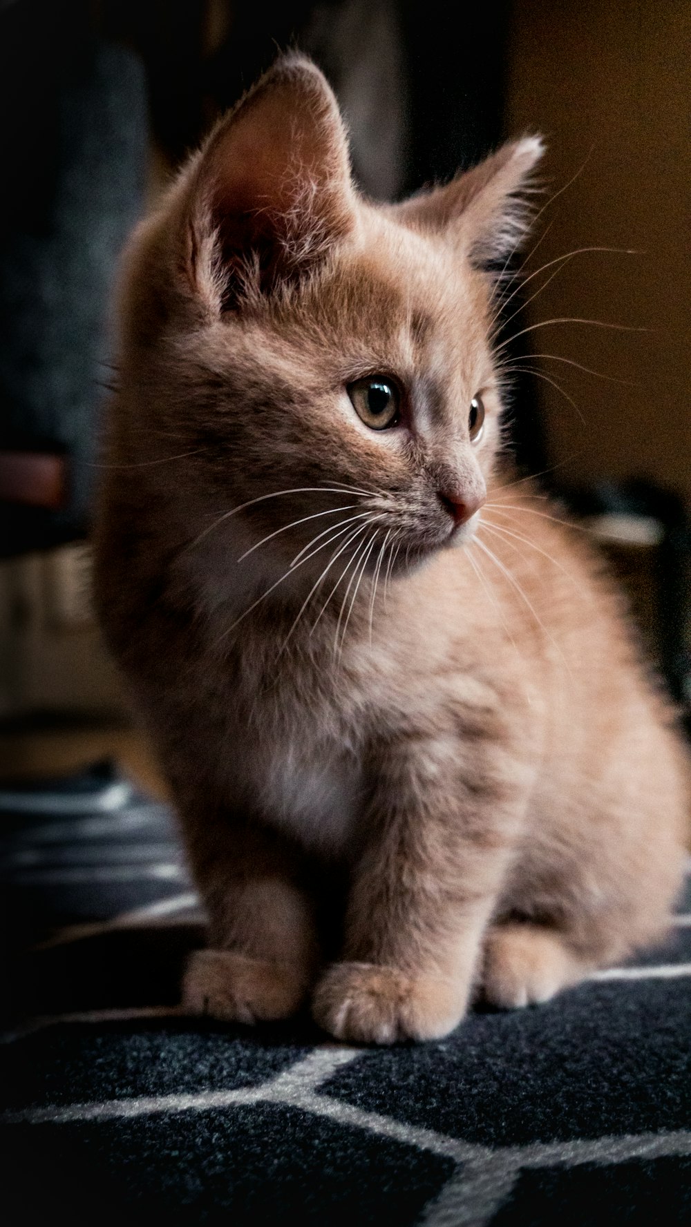 gato tabby laranja na mesa preta