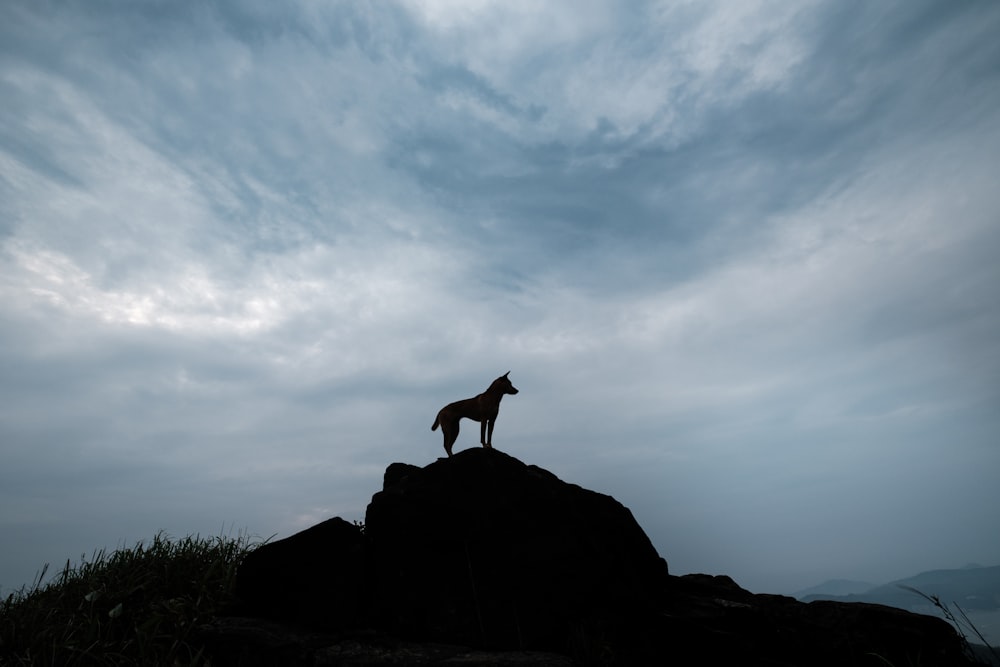 Cervo marrone in piedi sulla roccia sotto il cielo nuvoloso durante il giorno