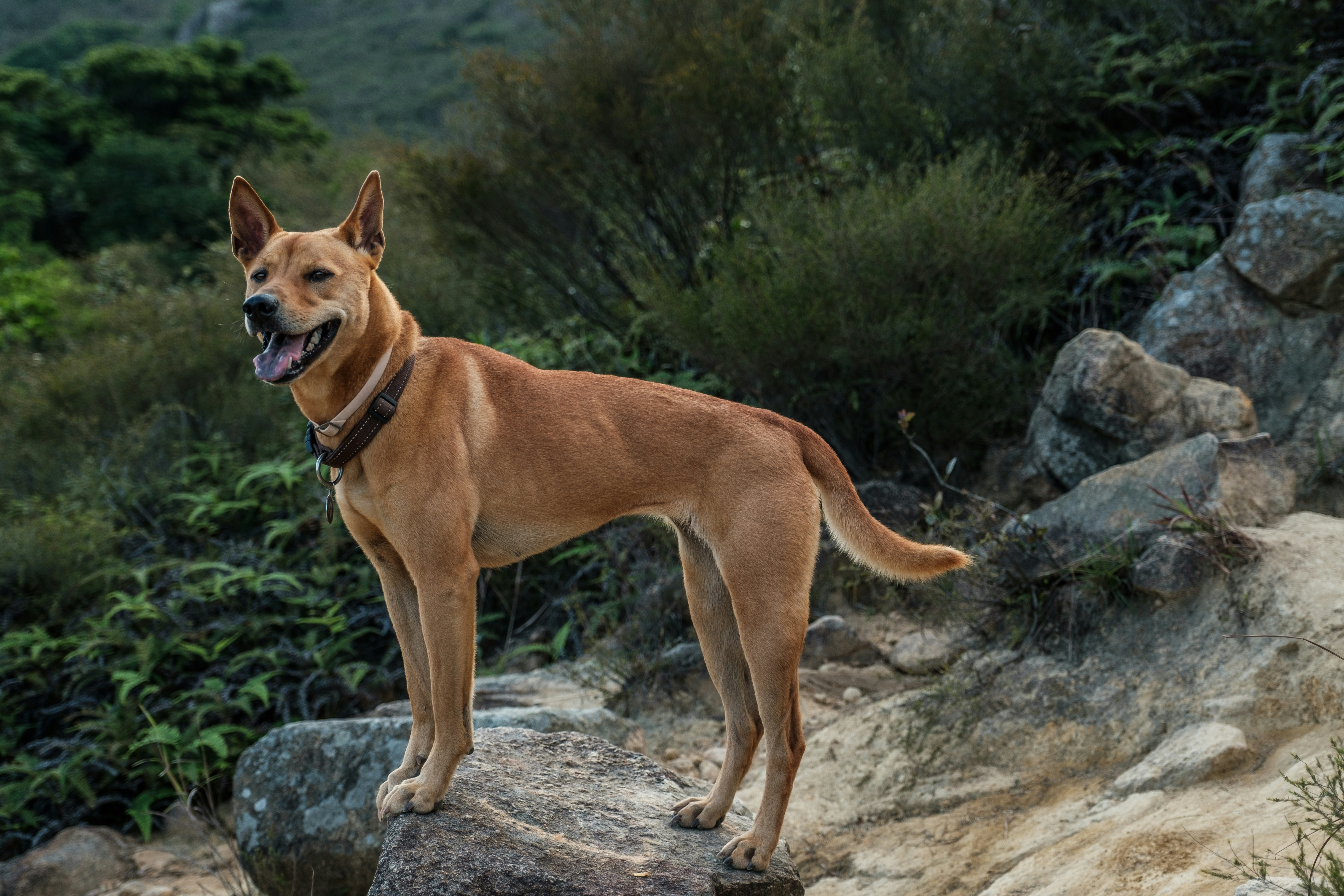 When Dogs Become Conservation Heroes (image credits: unsplash)