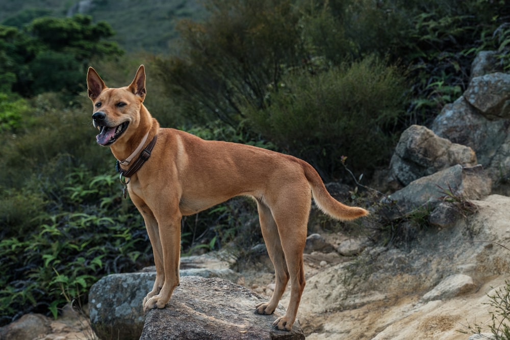 a brown dog standing on top of a rock
