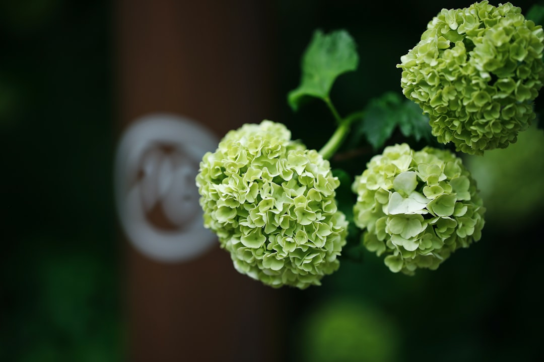 green plant in brown pot