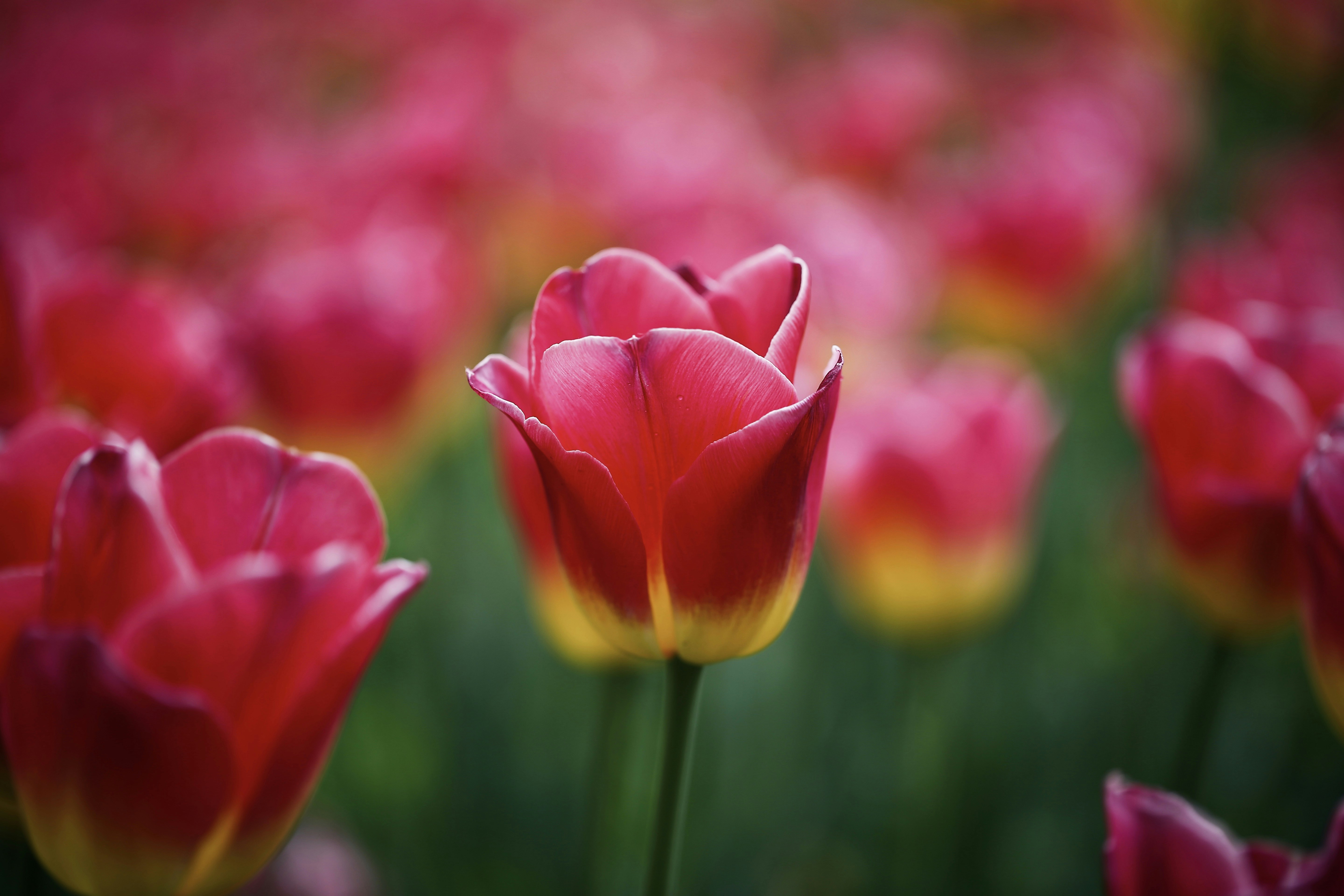 Photo by tommyskywalker