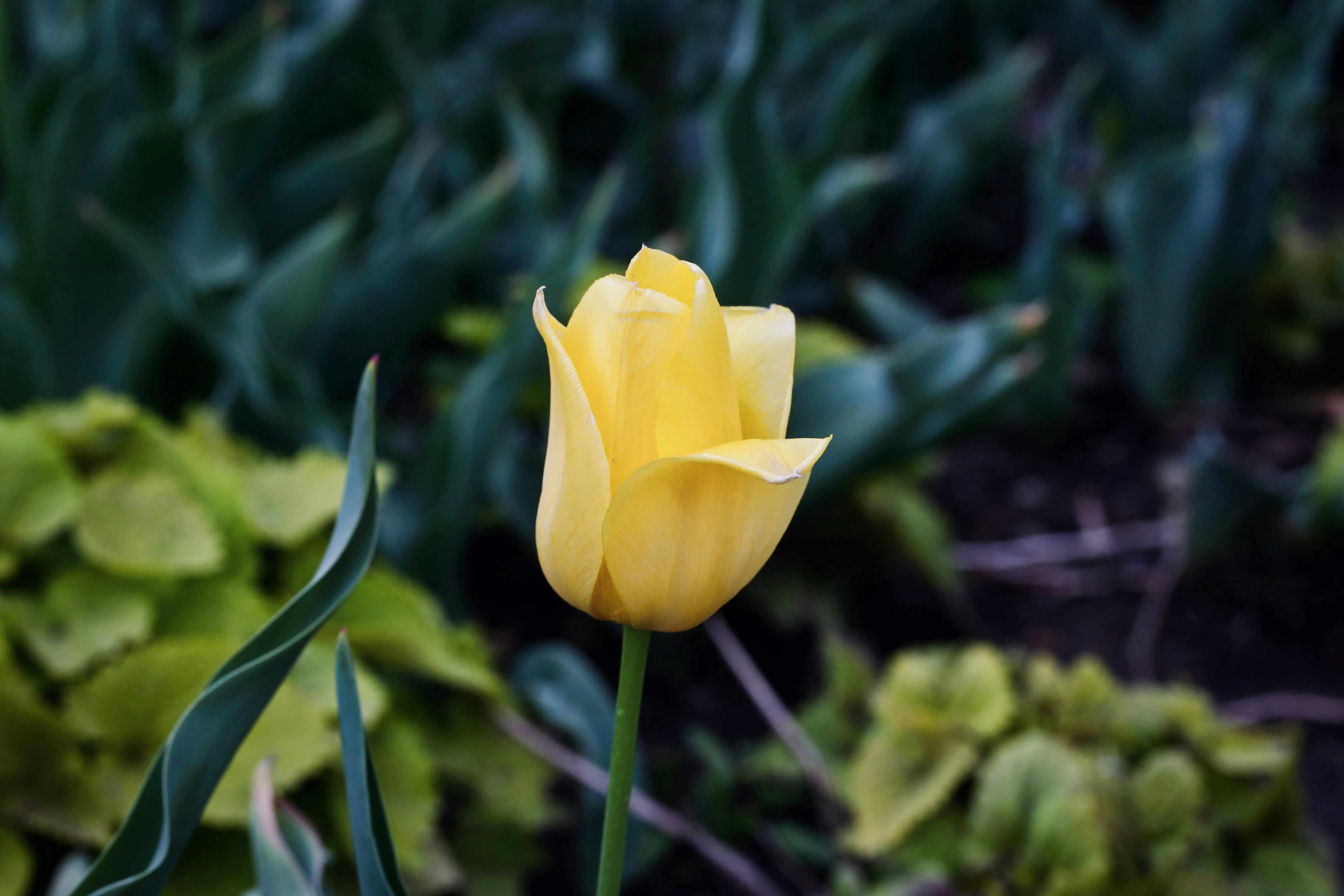 Photo by tommyskywalker