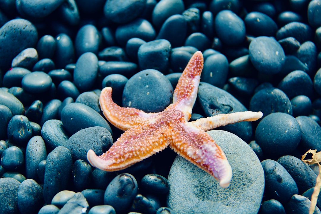  red starfish on blue and white pebbles starfish