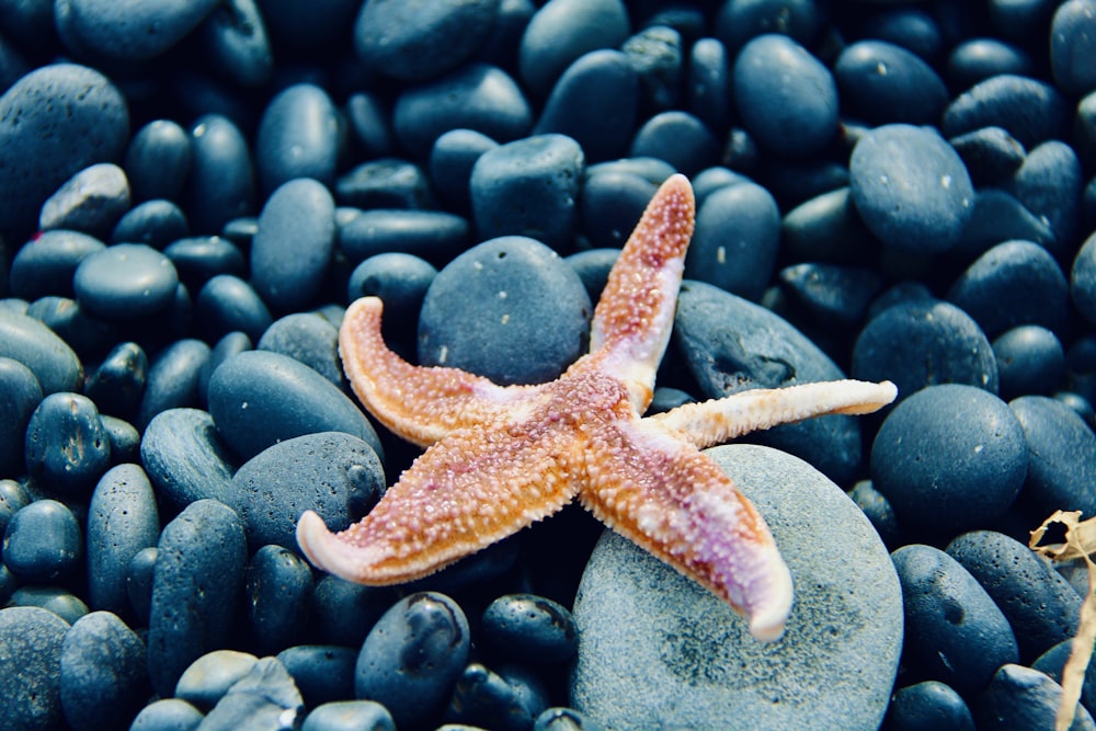 red starfish on blue and white pebbles
