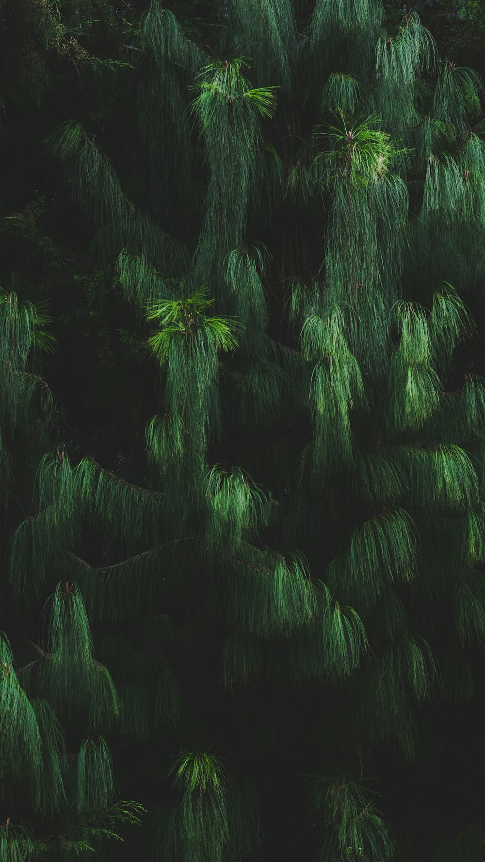 green fern plant in close up photography