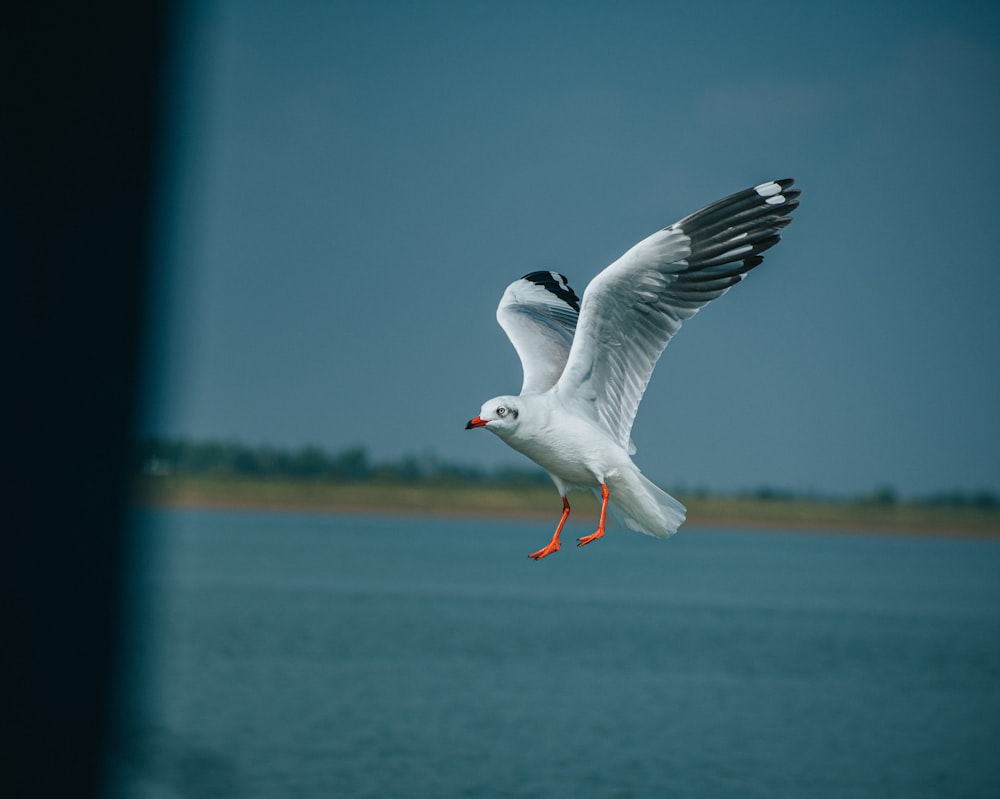 white and black bird flying over the sea during daytime