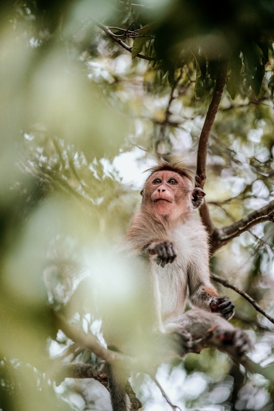 brown monkey on tree branch in Dambulla Sri Lanka