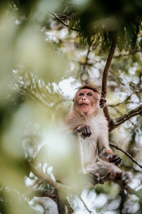 photo of Dambulla Wildlife near Kaudulla National Park