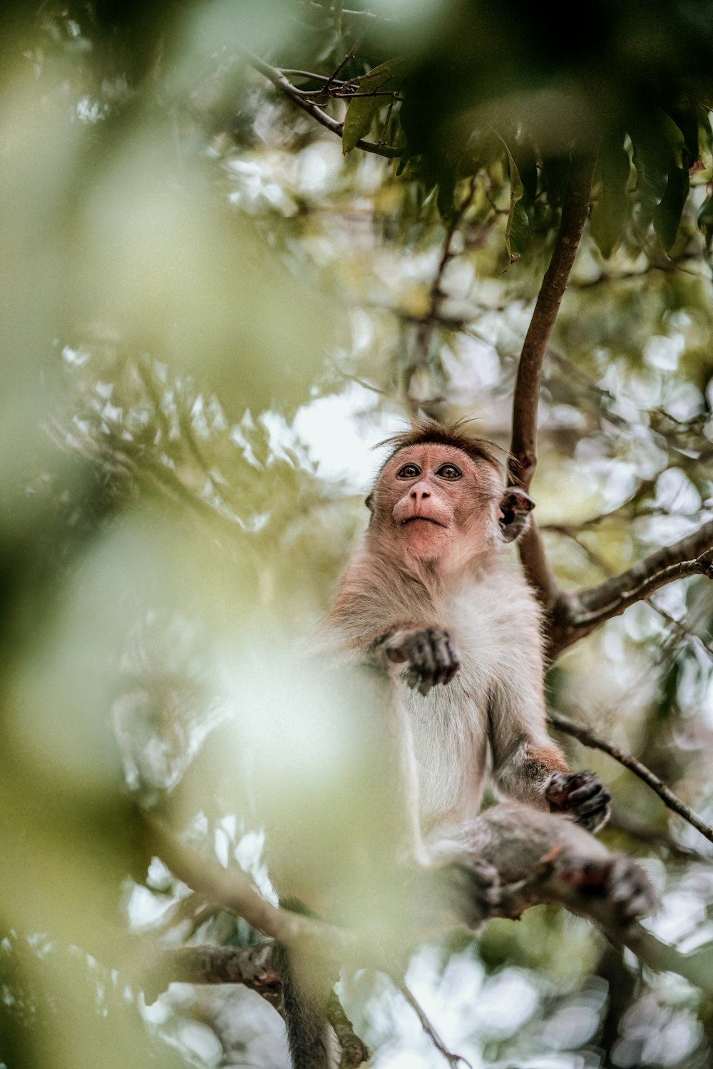 brown monkey on tree branch