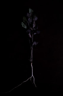 purple and green leafed plant with white roots