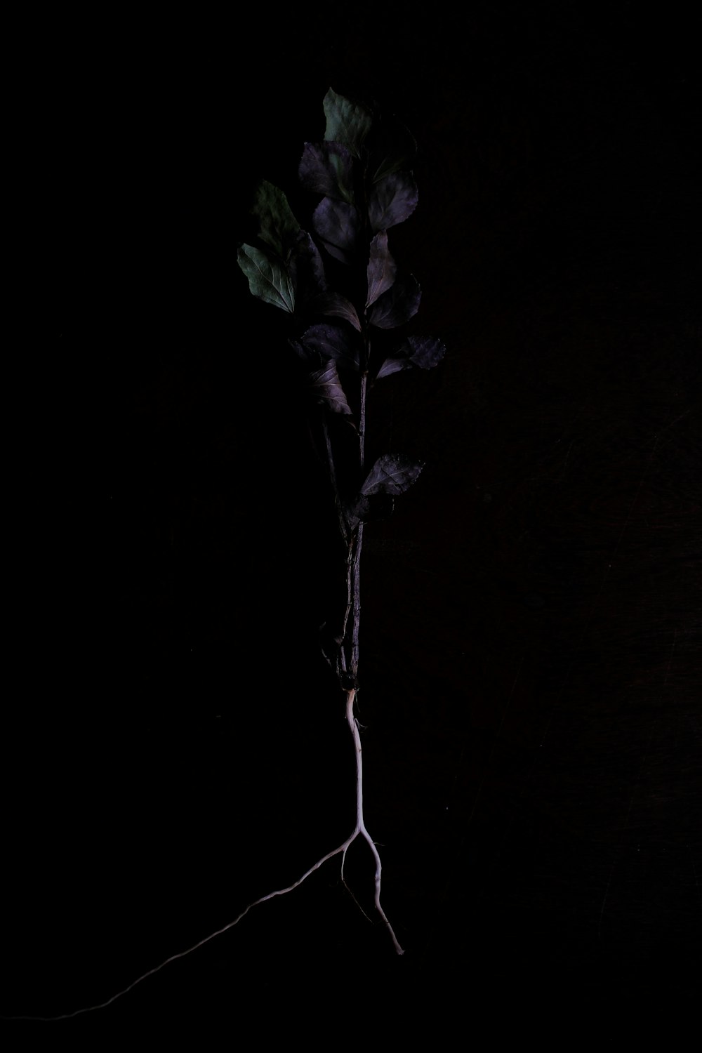 purple flower with green leaves