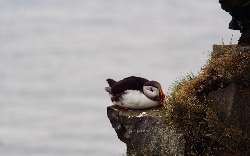 black and white bird on brown rock