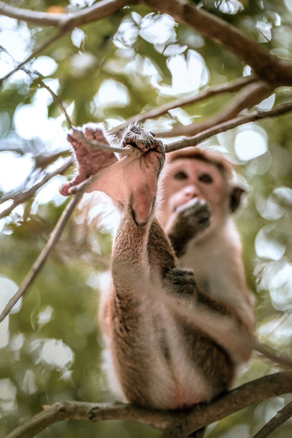 a monkey sitting on top of a tree branch