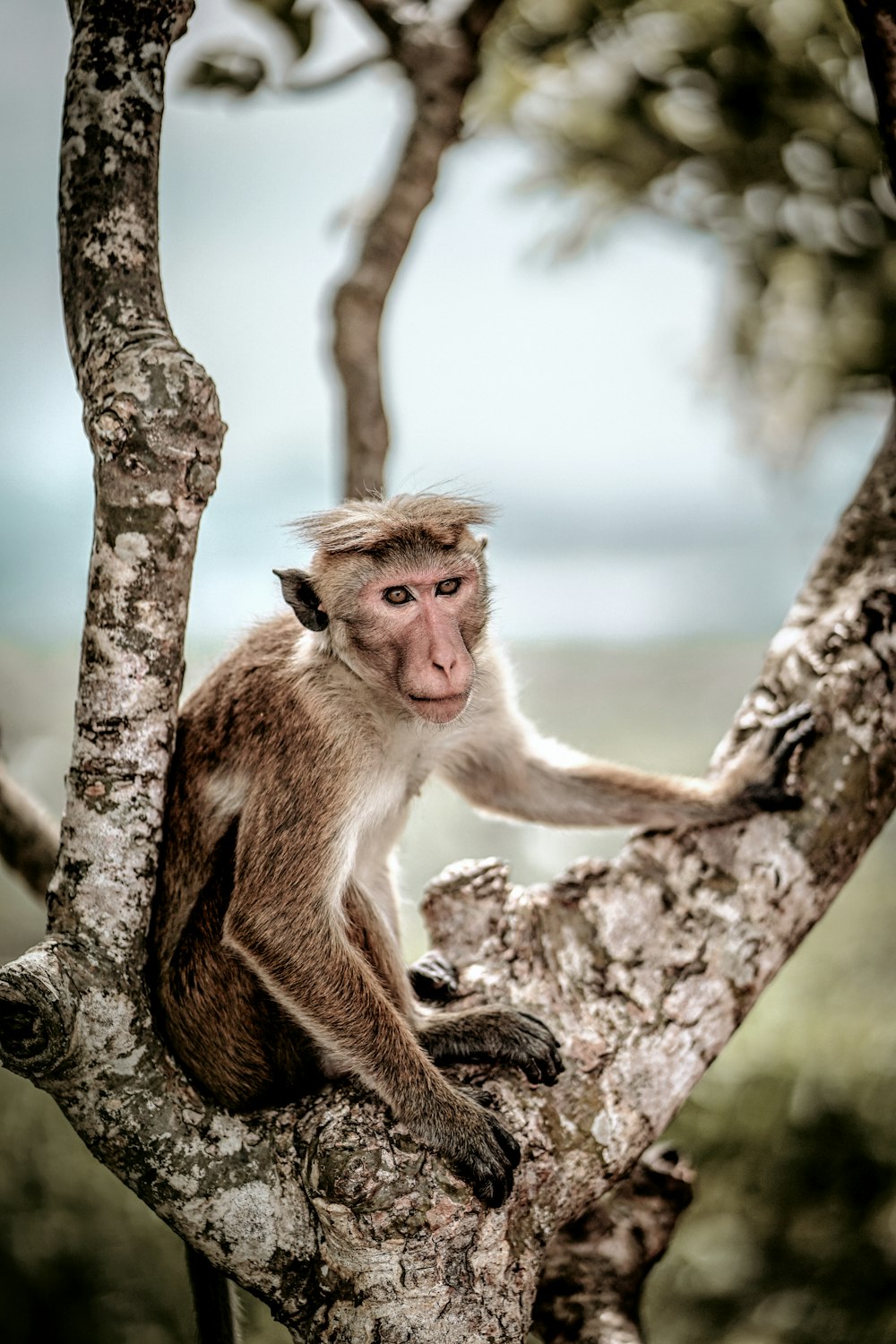 a monkey is sitting in a tree looking at something