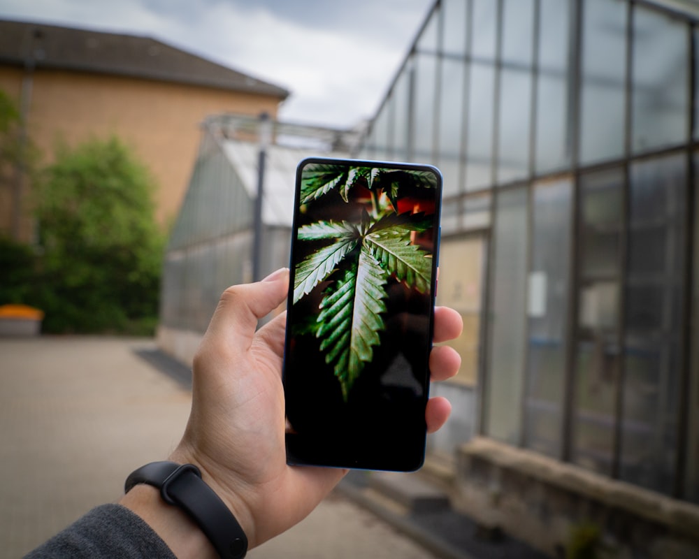 person holding black and green leaf print smartphone