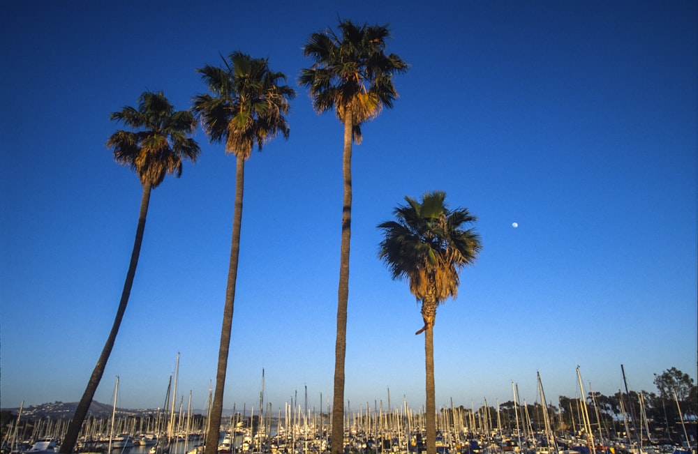 palm trees near body of water during daytime