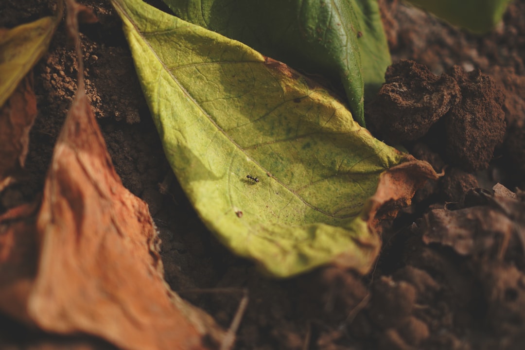 green leaf on brown soil