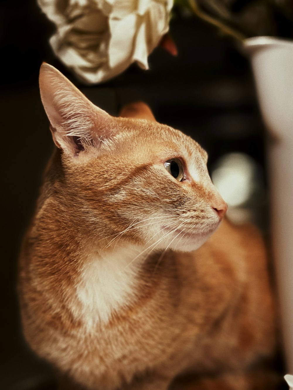 orange tabby cat in tilt shift lens