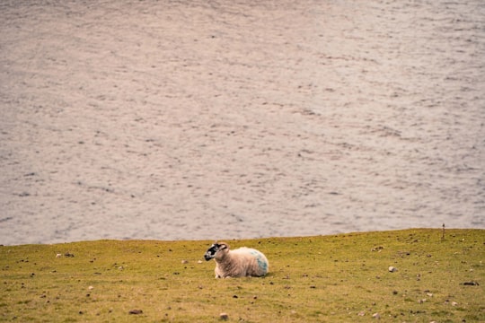 photo of Arranmore Island Wildlife near Sliabh Liag