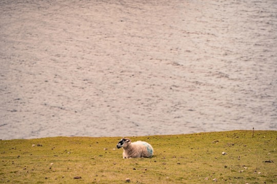 white and black sheep on brown field during daytime in Arranmore Island Ireland