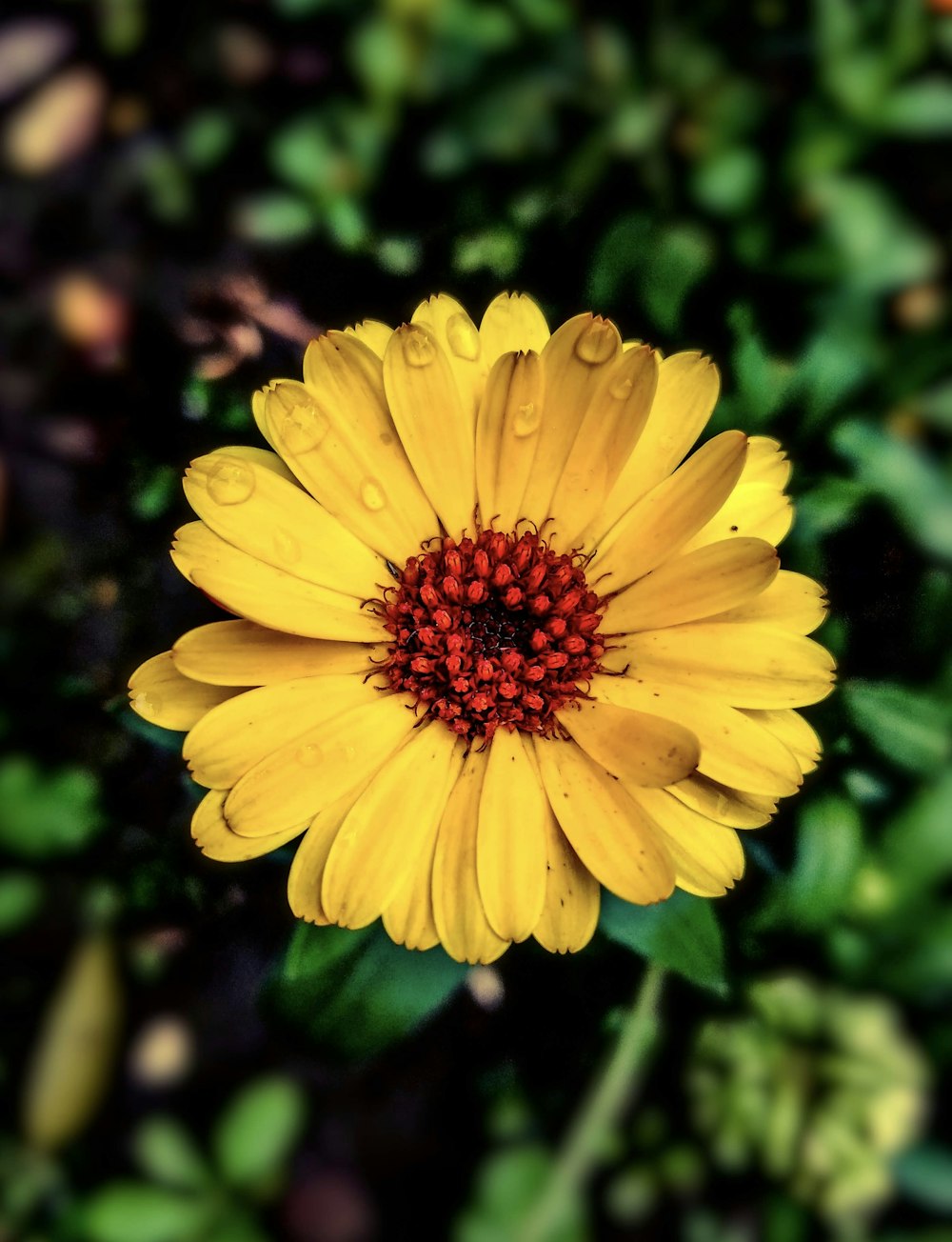 yellow flower in tilt shift lens