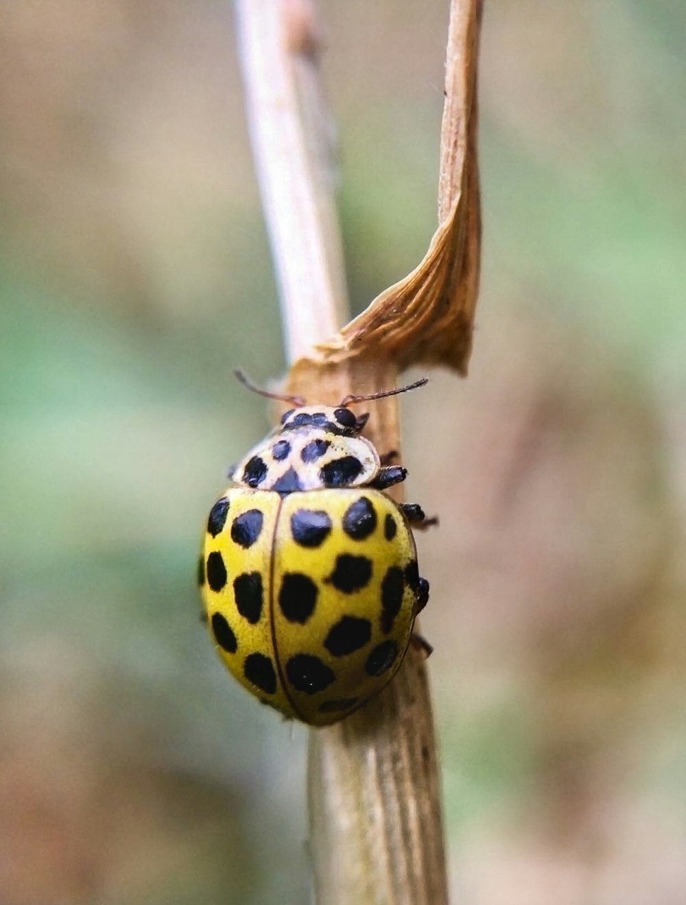 yellow and black ladybug on brown stem in tilt shift lens