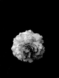 Close-up of a detailed colored pencil drawing of a blooming flower.