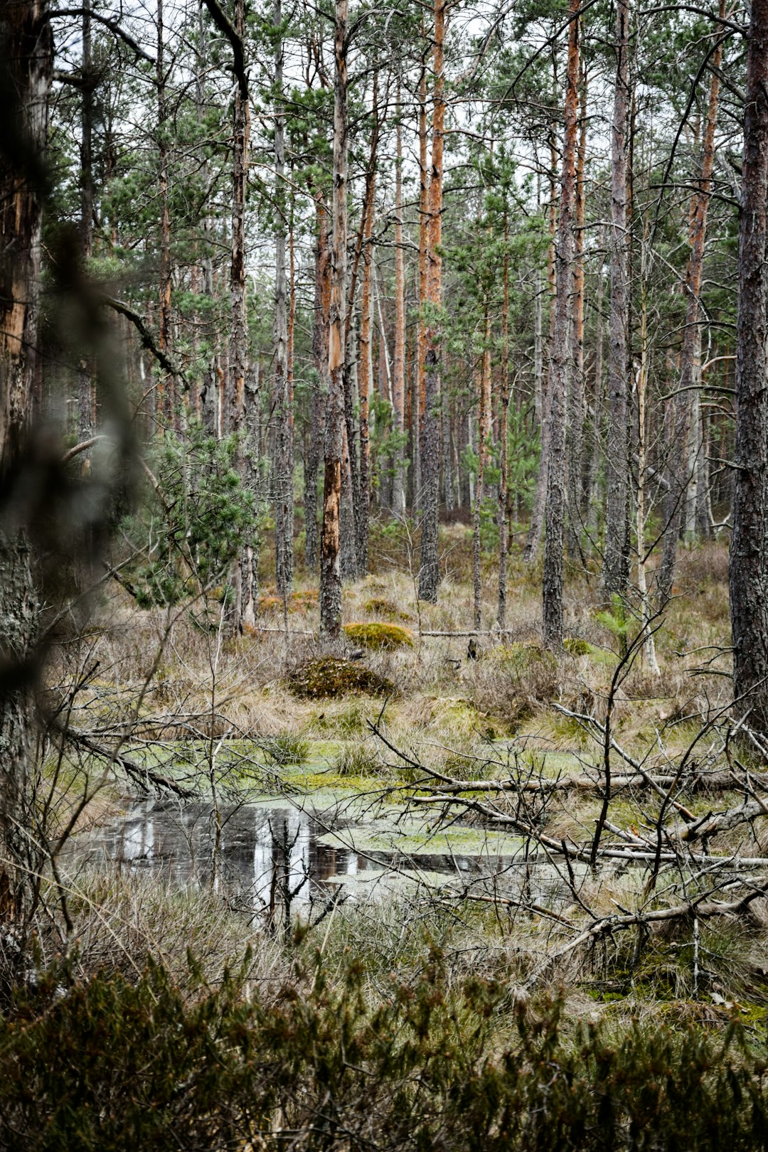 Forest photo spot RudninkÅ³ Giria Karmazinai