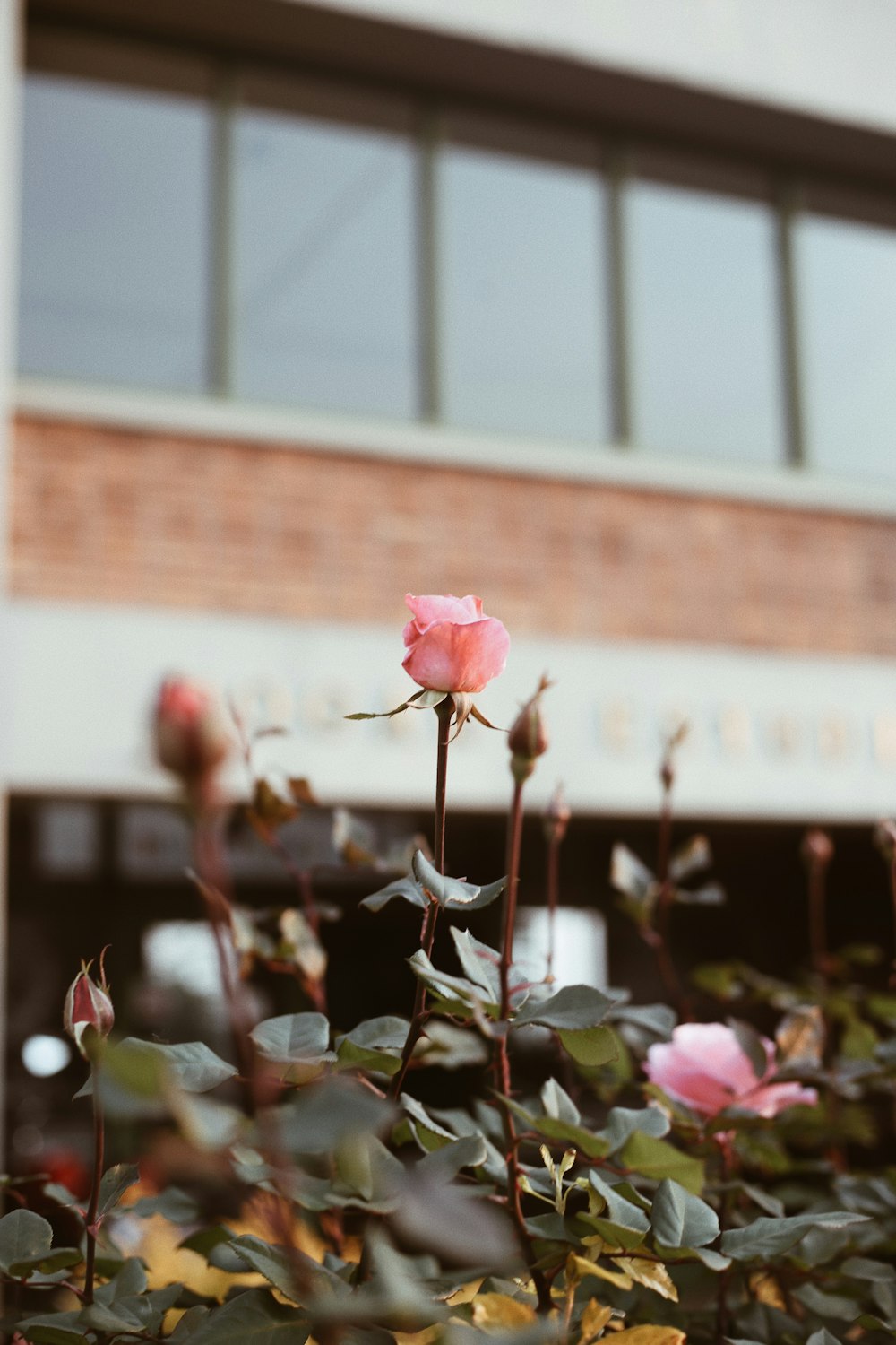 Rosa Rose blüht tagsüber