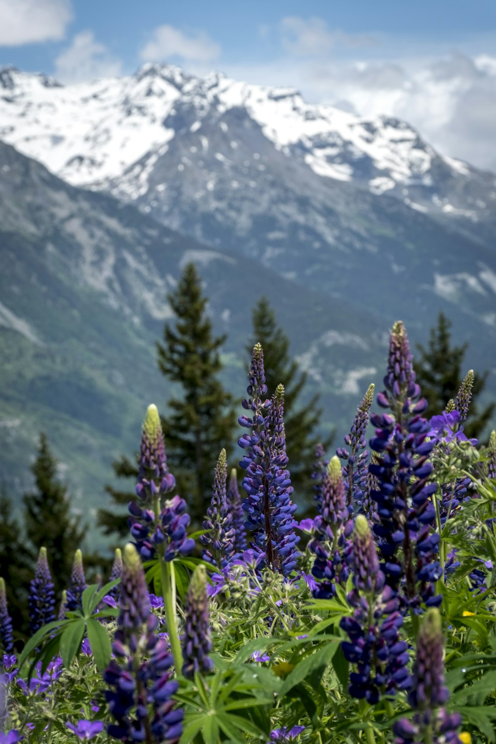 purple flowers on green grass field near snow covered mountain during daytime