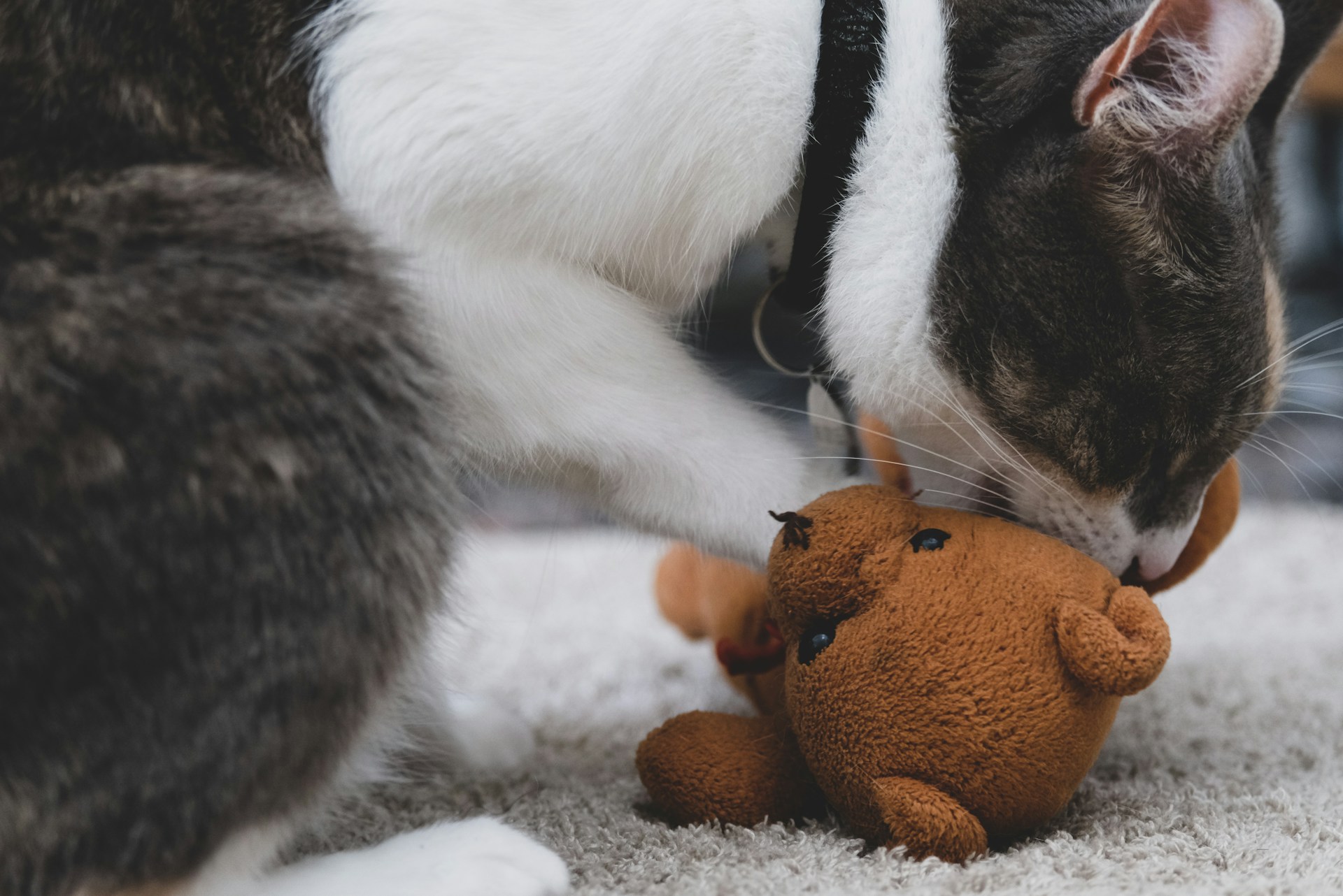 gray computer monitor