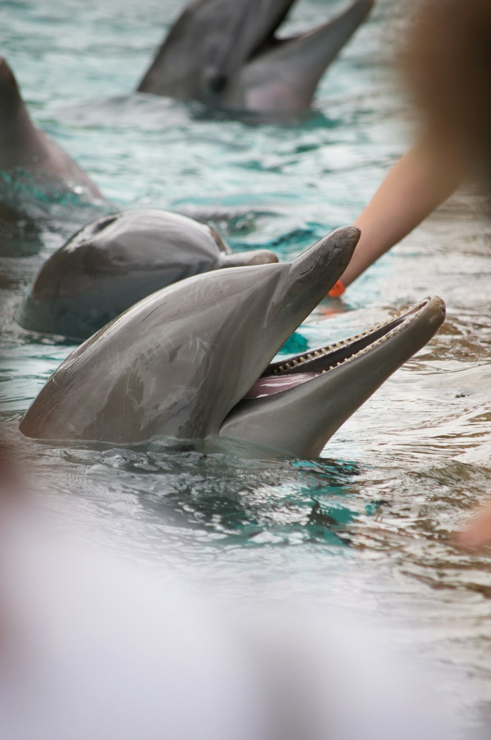 woman in blue and white bikini lying on gray dolphin on water during daytime