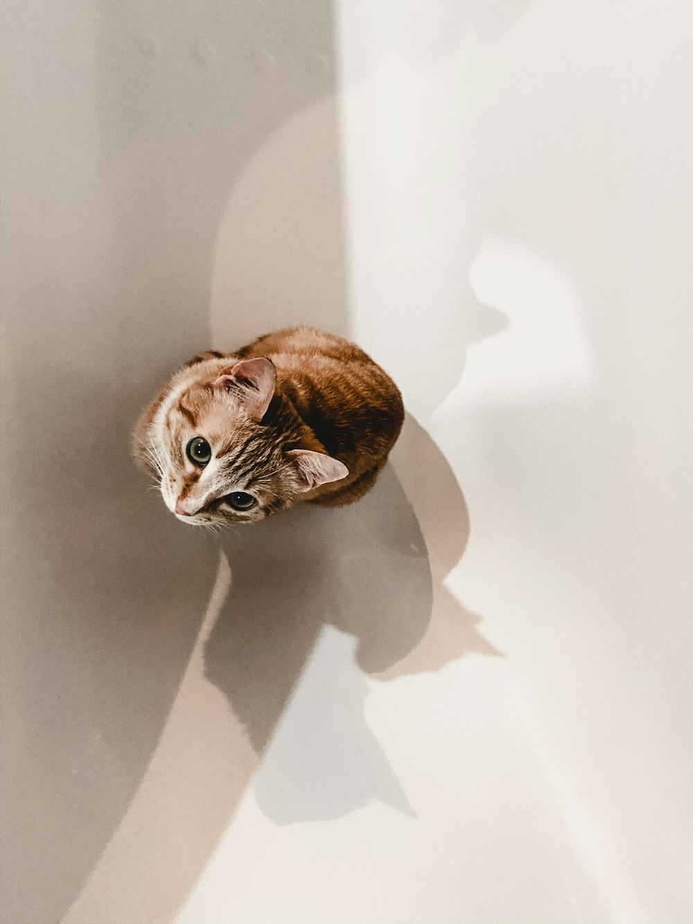 brown tabby cat on white ceramic sink
