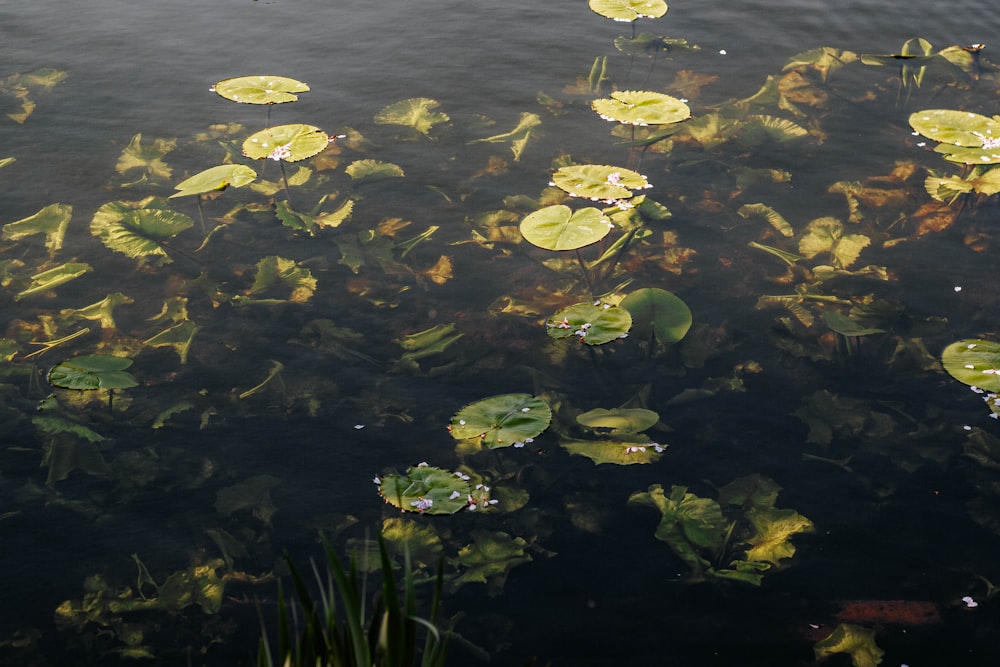 green leaves on water during daytime