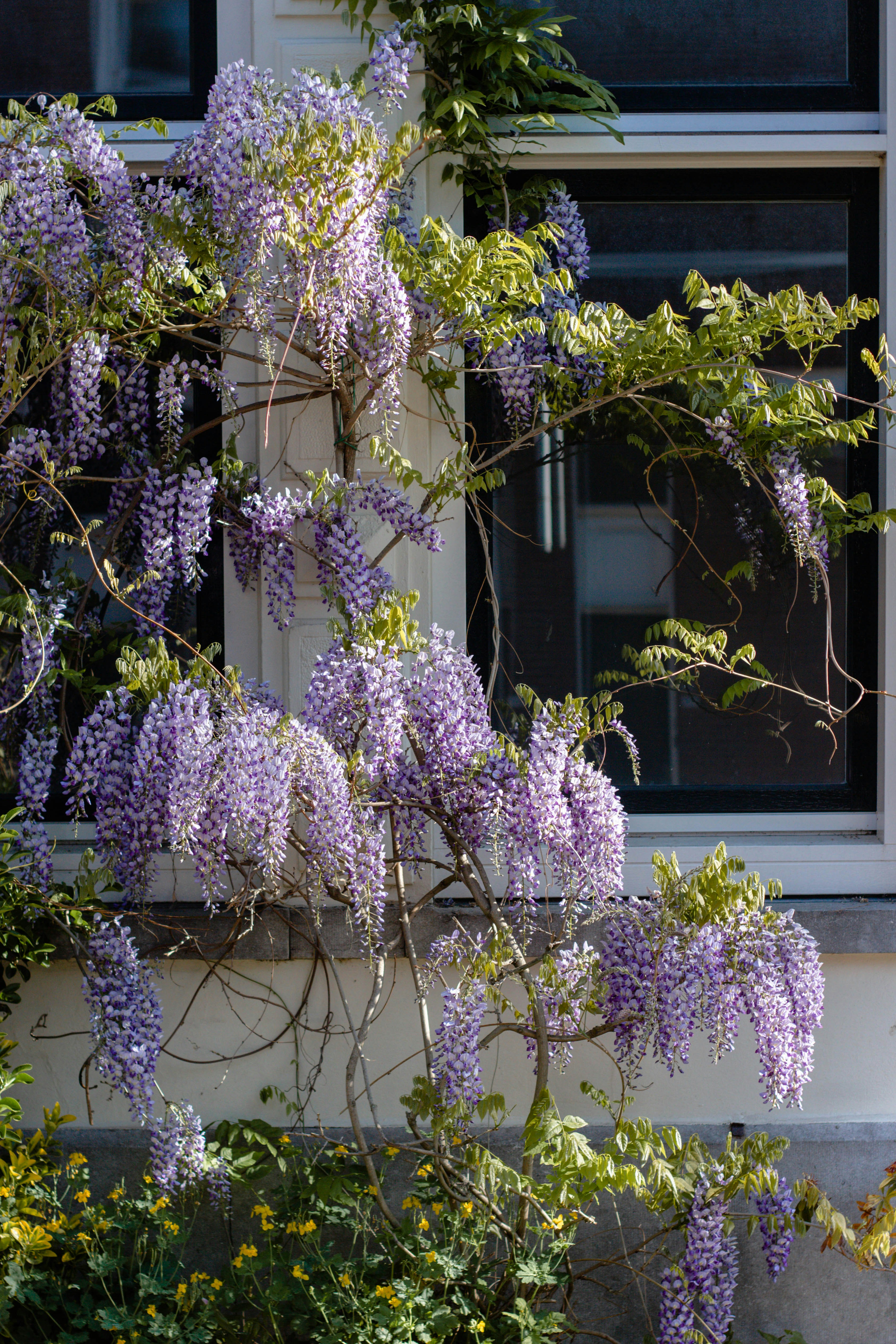 Flores moradas en pared de concreto blanco foto – Imagen de Flor gratuita  en Unsplash, image size:3000x4500