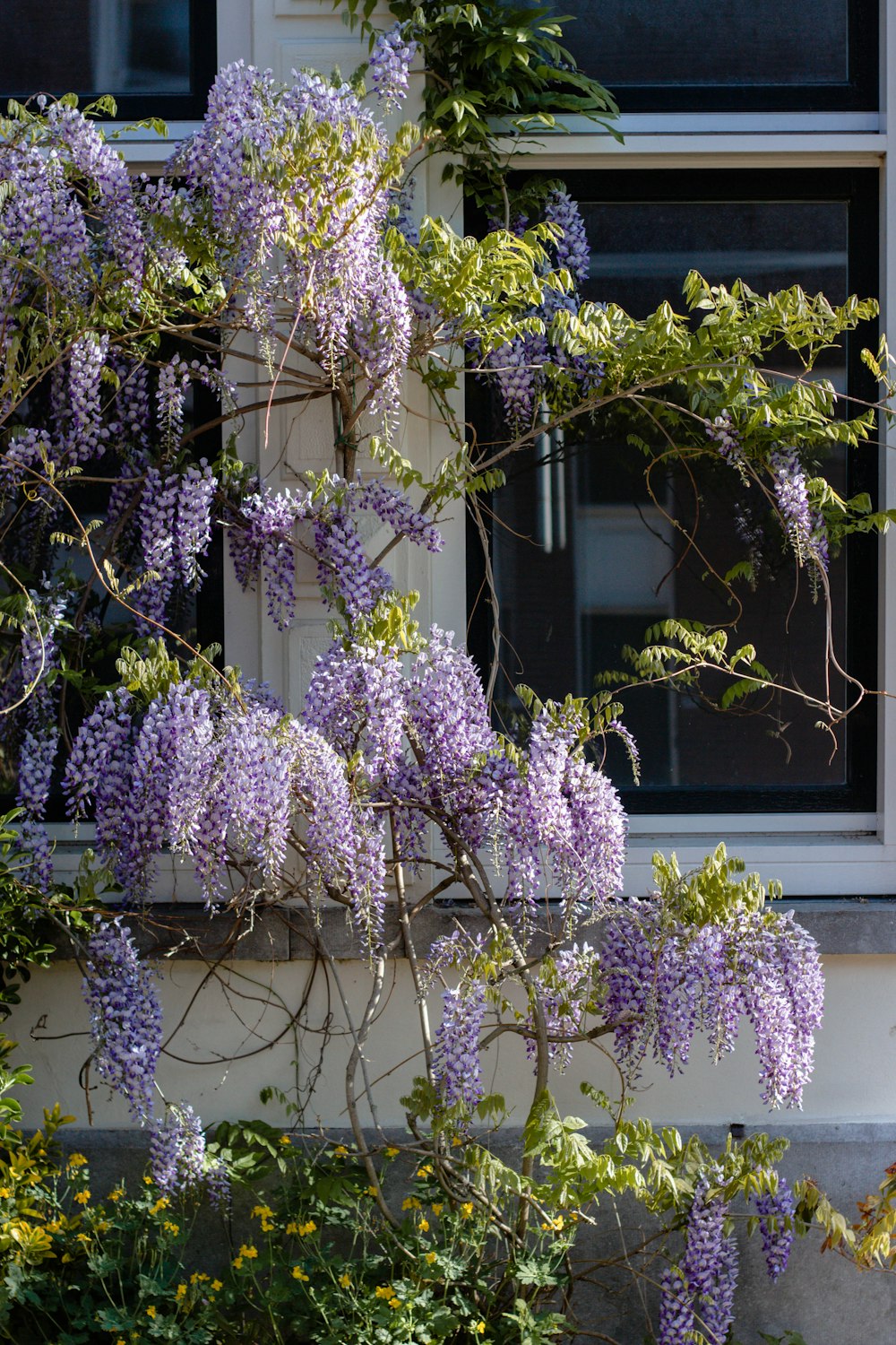 purple flowers on white concrete wall