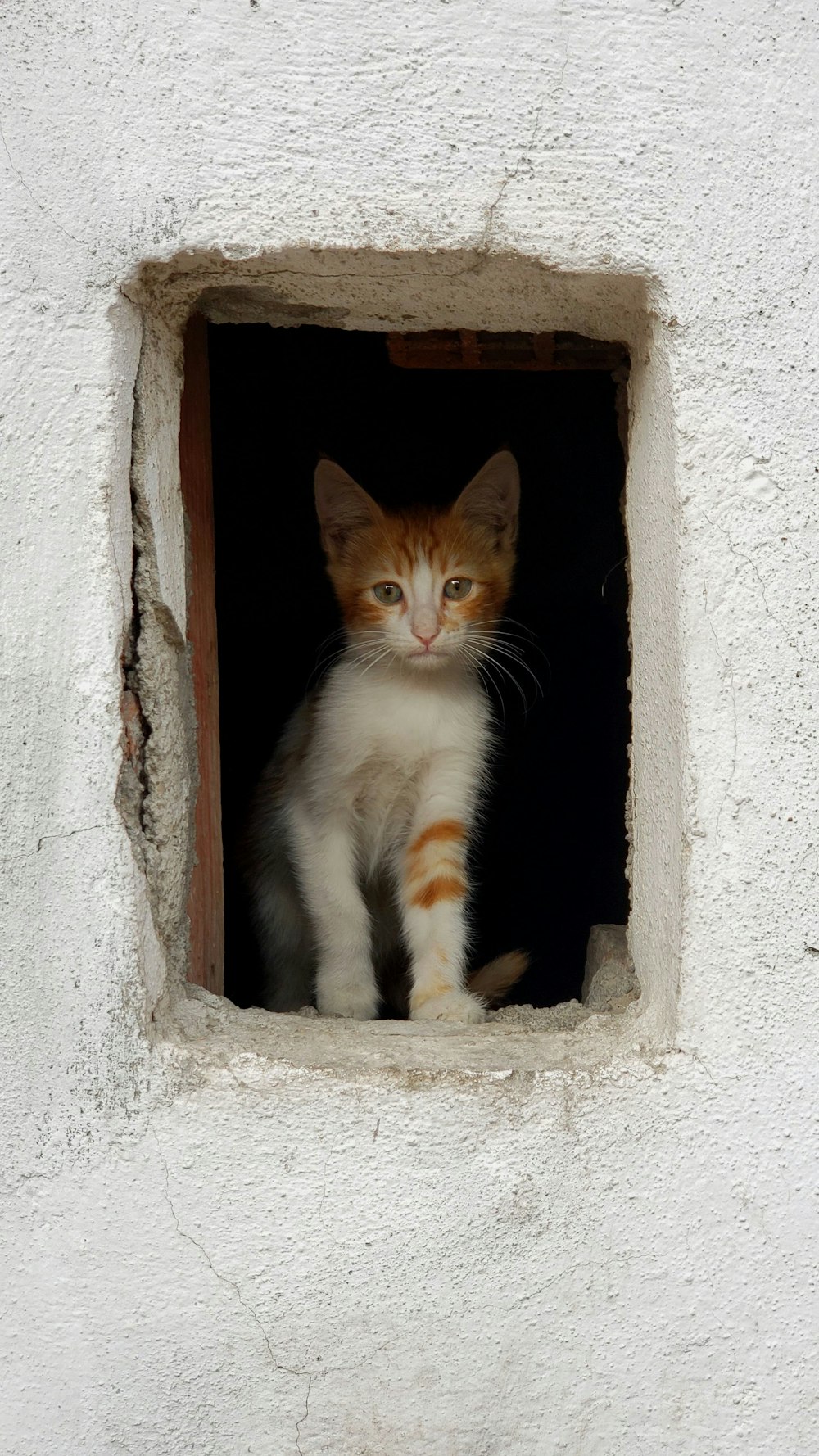 orange and white tabby cat on window