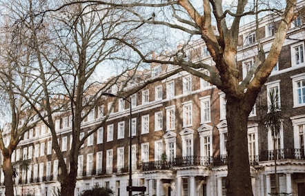bare trees in front of white concrete building