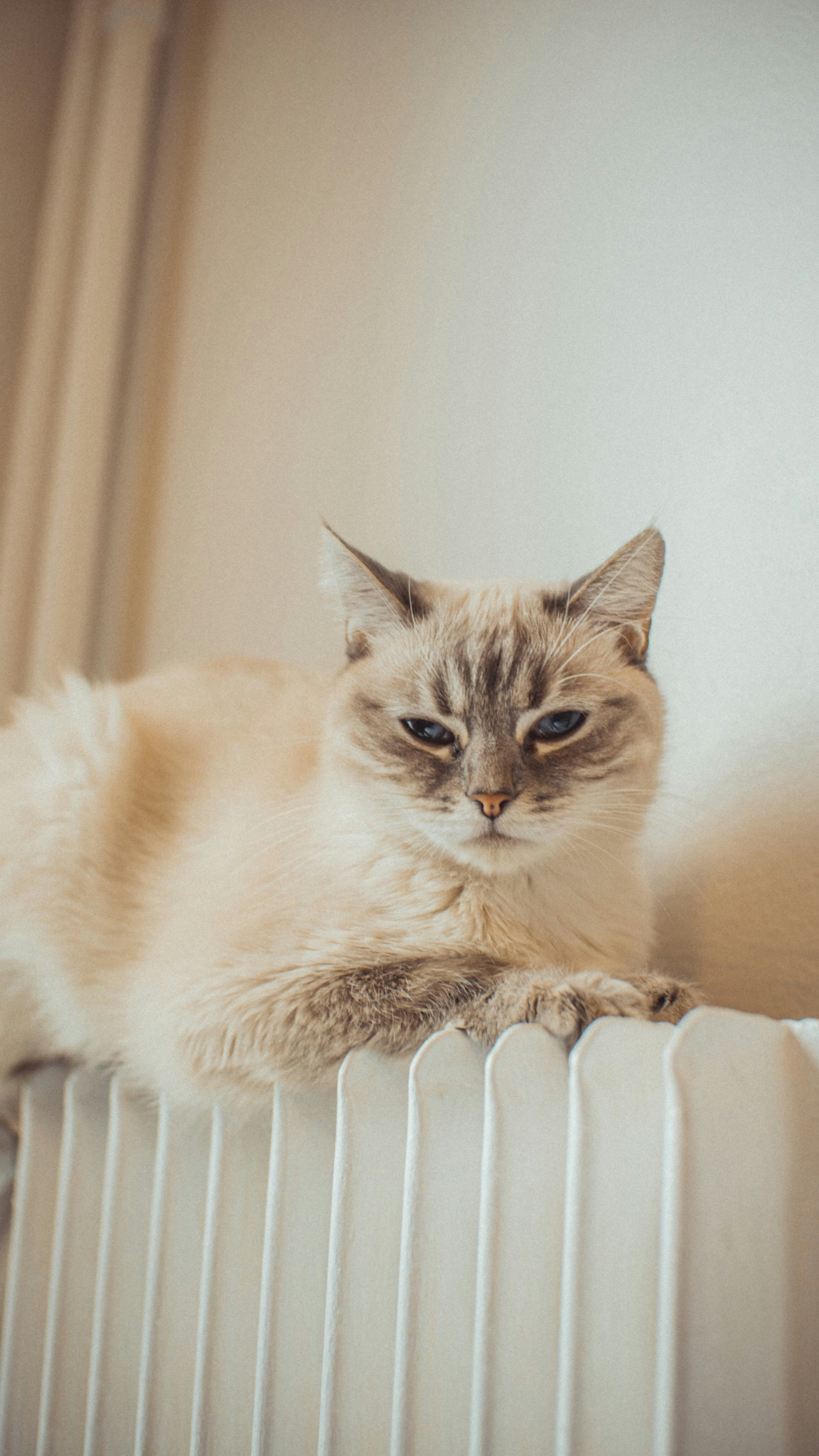 white and brown cat on white textile