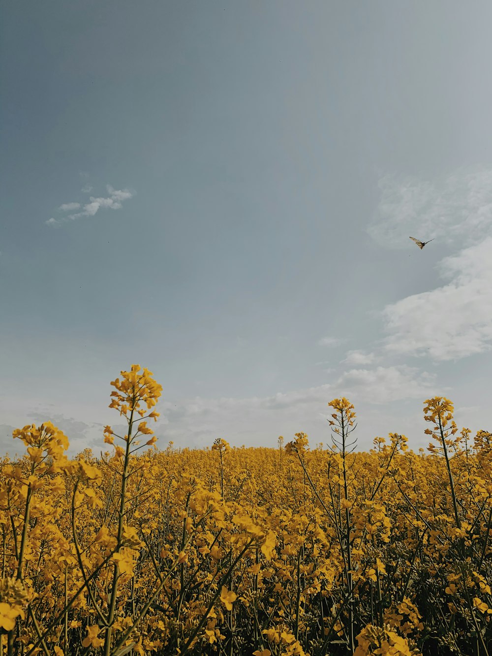 yellow flower field under blue sky during daytime