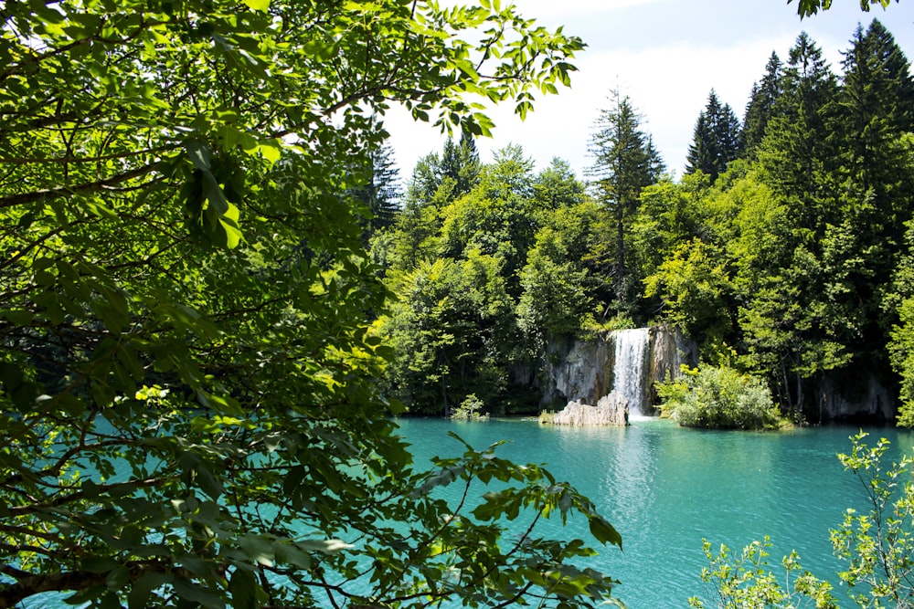 green trees beside river during daytime