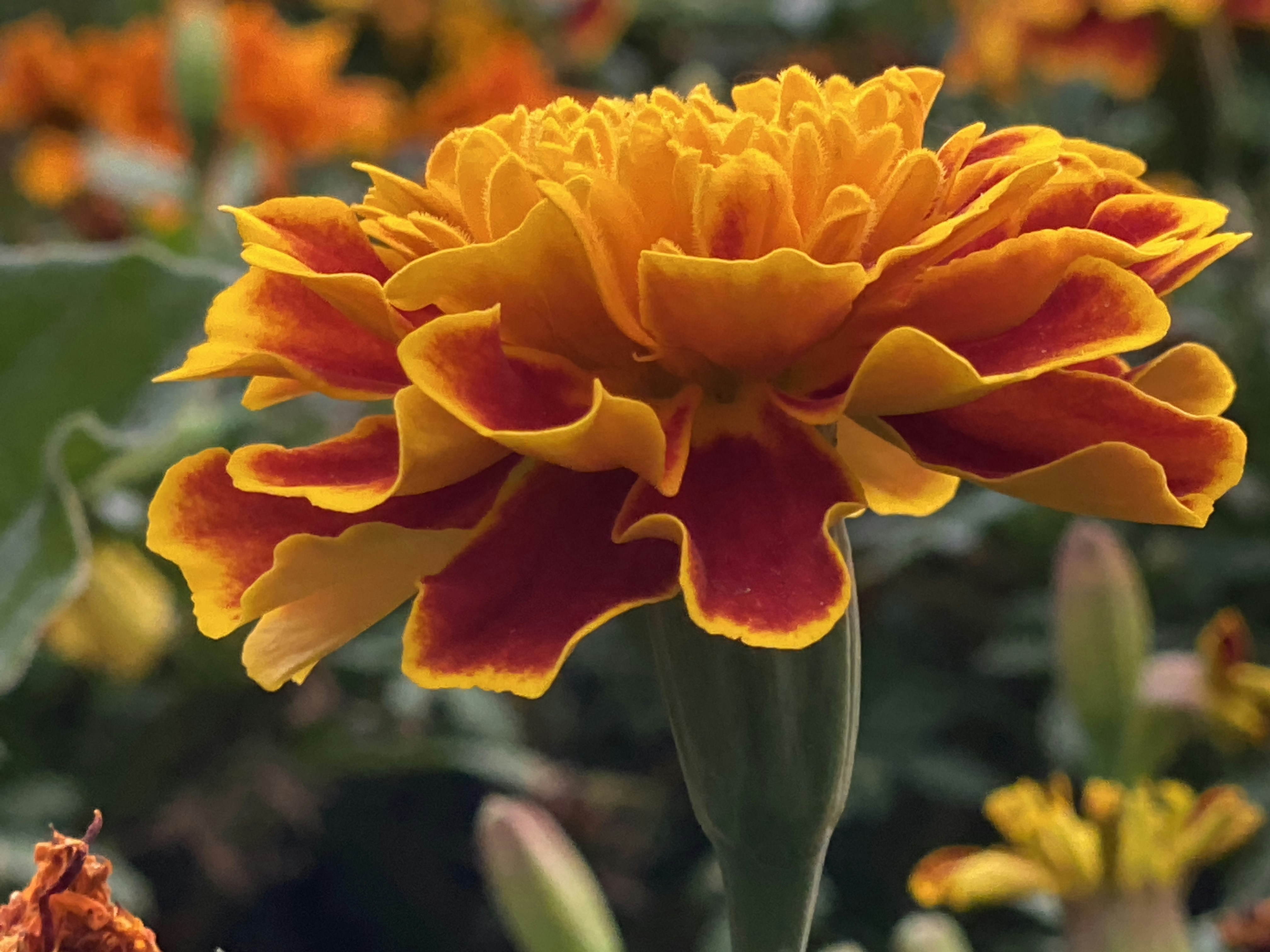 Photo by flowers4allseasons