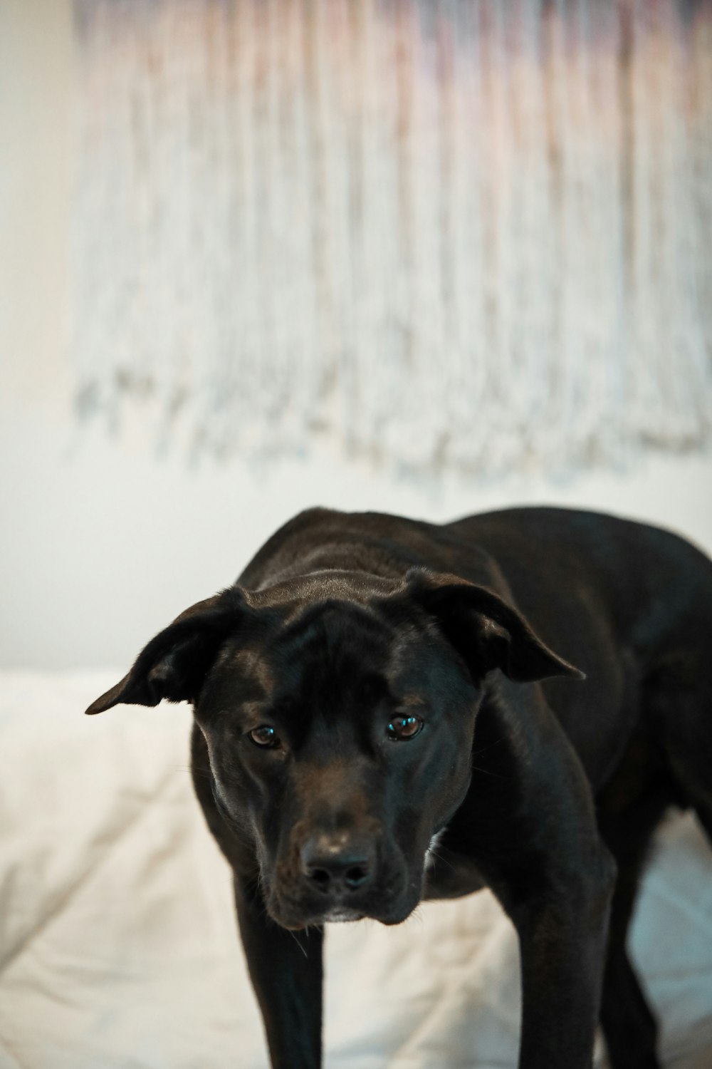 black short coated medium sized dog lying on white textile