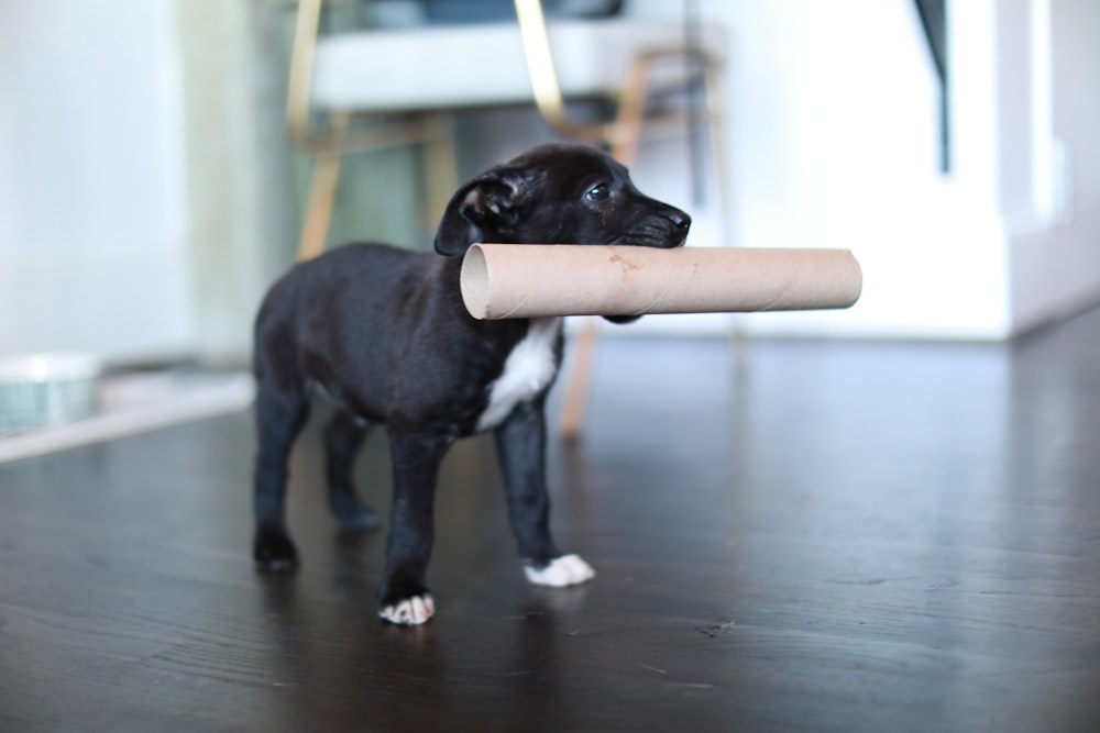 cane a pelo corto in bianco e nero che morde il bastone di legno marrone