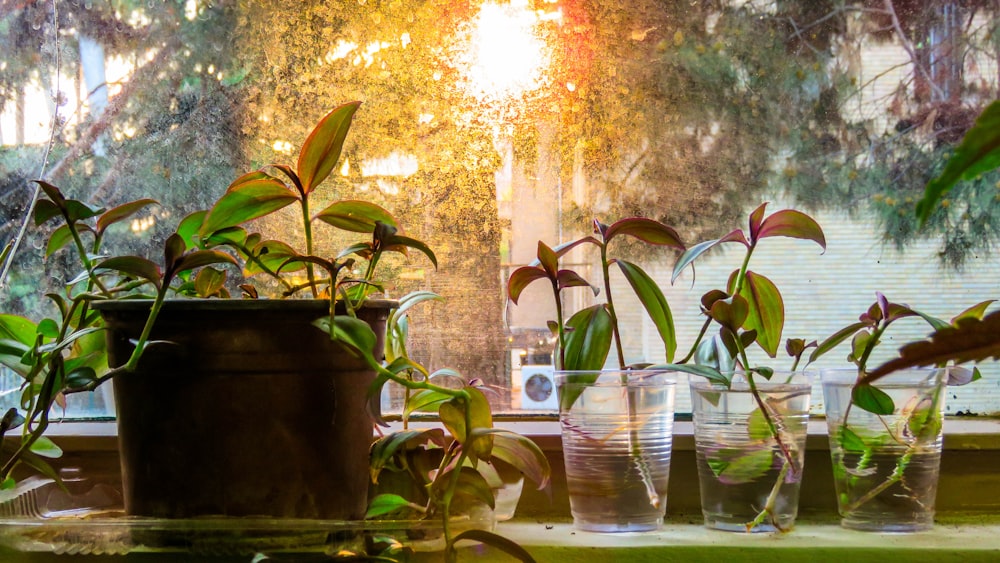 green plant in clear glass vase