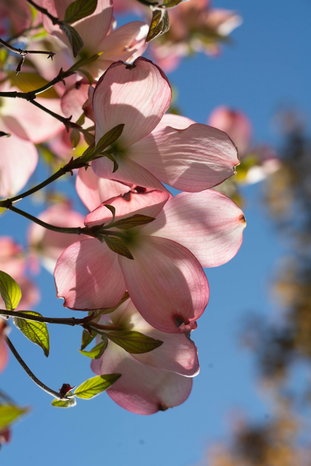 pink and white flower in close up photography