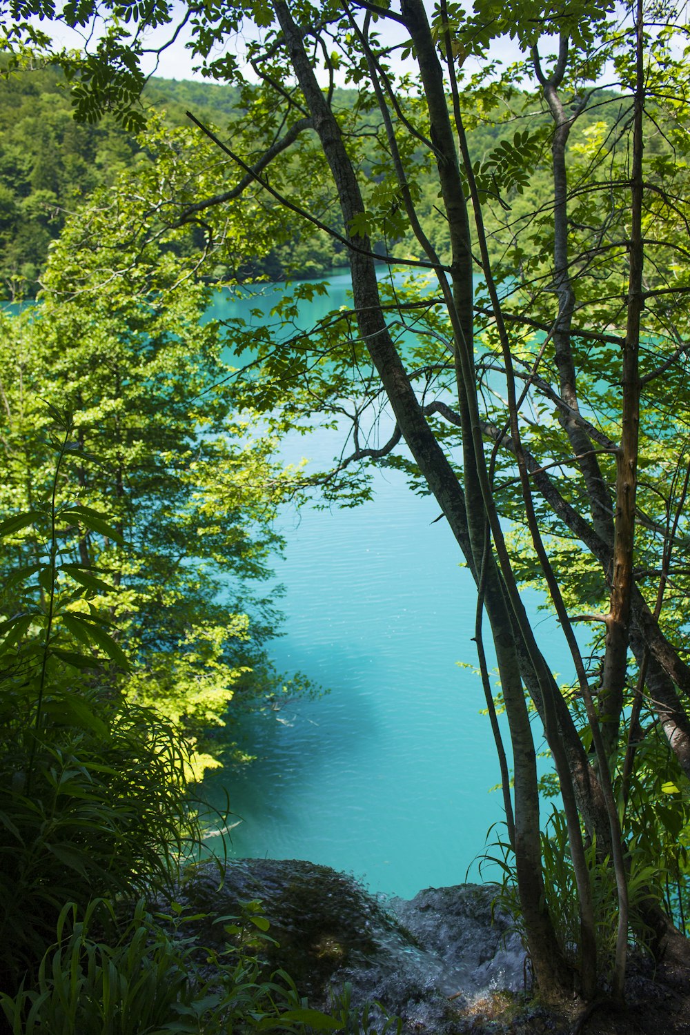 green trees beside blue body of water during daytime