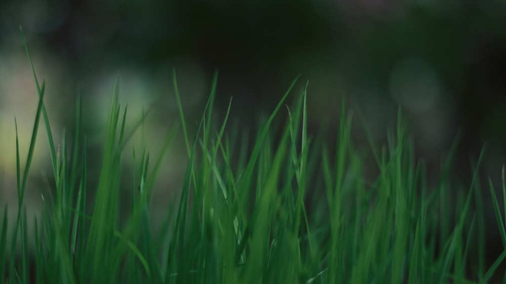 green grass in close up photography